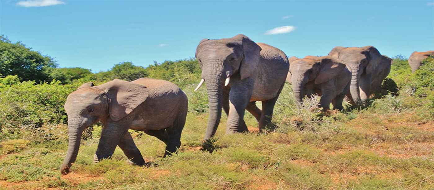 Tsavo elephant